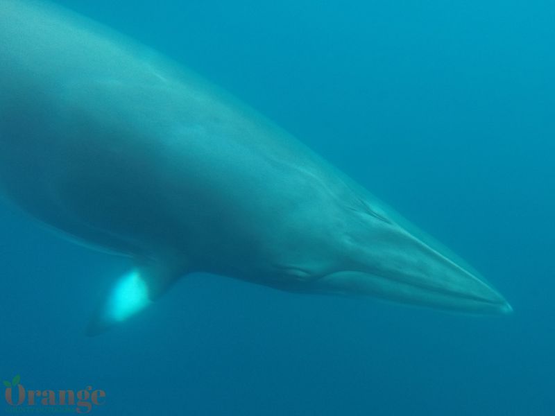 Minke Whale Orange County Outdoors